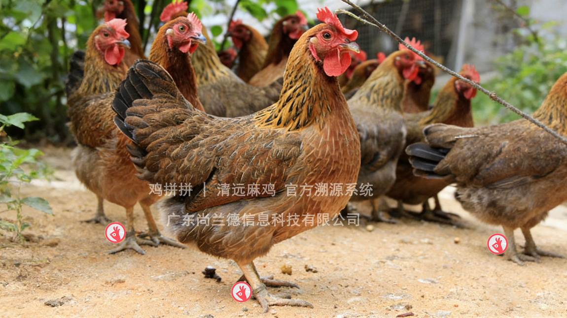 页头广告